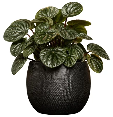 Produktbild von Mica Decorations Pflanzentopf - Keramik - dunkelgrau glanzend / gerippt - D15 x H16 cm - Blumentopf