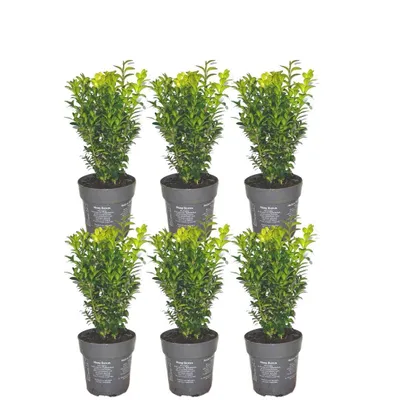 Produktbild von Plants by Frank | Buchsbaum Pflanzen | Buxus | Heckenpflanzen | Immergrün | Winterhart | Schnellwachsend | Gartenpflanzen
