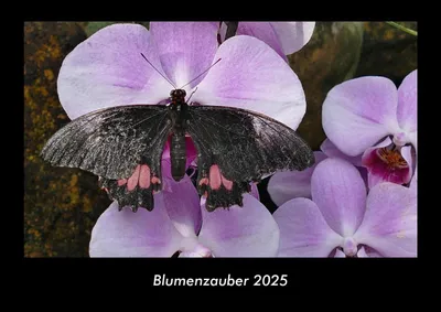 Produktbild von Blumenzauber 2025 Fotokalender DIN A3