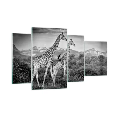 Produktbild von Bilder auf glas - 4 Teile - Giraffen Schwarzweiß Fotografie - 120x70cm - Glasbilder - Wandbilder - Bilder - Wanddekoration aus Glas - Glas Bilder - Wandbild auf Glas - GDL120x70-4441