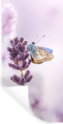 Produktbild von MuchoWow® Wandtattoo Wandsticker Wandaufkleber Lavendel - Schmetterling - Nahaufnahme - Lila 80x160 cm Selbstklebend und Repositionierbar - Sticker - Dekorfolie
