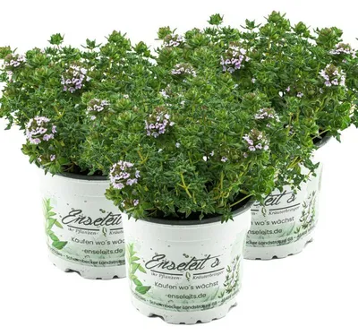 Produktbild von Enseleits 3er Set Thymus serpyllum 'Creeping Red', Teppichthymian