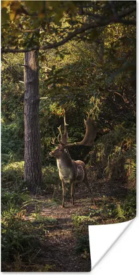 Produktbild von MuchoWow® Poster Hirsch - Geweih - Wald - Herbst 20x40 cm - Plakat - Foto