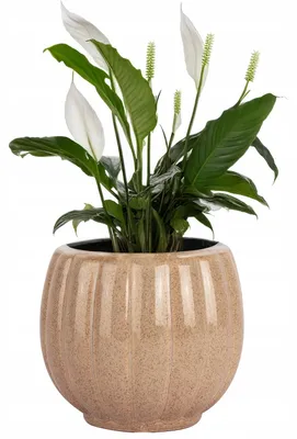 Produktbild von Skandi.pl Beiger Keramiktoptopf Ø 13cm für drinnen