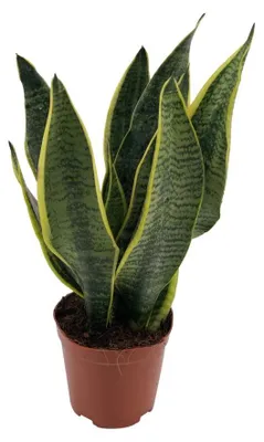 Produktbild von Sansevieria Superba - 30-40cm - Ø12cm - Zimmerpflanze - Immergrün - Kakteen und Sukkulenten