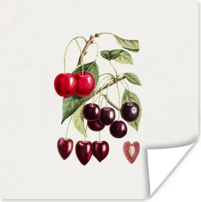 Produktbild von MuchoWow® Poster Kirschen - Obst - Jahrgang 50x50 cm - Wohnzimmerdekoration