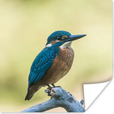 Produktbild von MuchoWow® Poster Eisvogel - Zweig - Vogel 30x30 cm - Wandposter - Printing