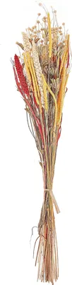 Produktbild von BELIANI Trockenblumen Rot und Gelb 65 cm Getrockneter Blumenstrauß Getrocknete Blumen Dekoration