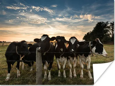Produktbild von MuchoWow® Poster Tiere - Kuh 160x120 cm - Foto Plakat