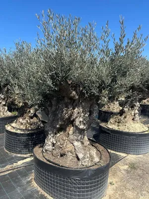 Produktbild von Olivenbaum XXL 200 Jahre Alter schöner knorriger Stamm Olea Europaea