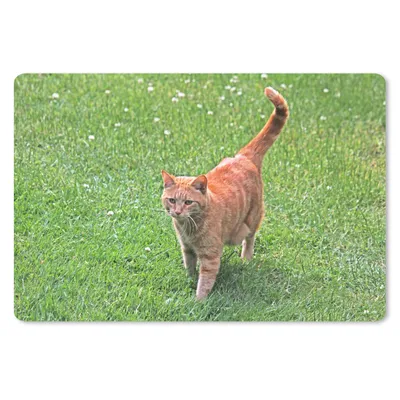 Produktbild von MuchoWow® Mauspad Mousepad Katze - Rot - Katze - Mädchen - Kinder - Jungen - Kind 27x18 cm - Mousepads - Maus Mat - Pad - Mausunterlage - Büroartikel - Desk Matten
