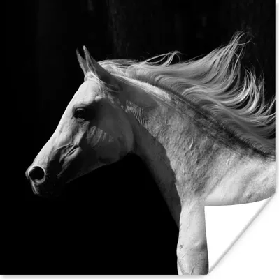 Produktbild von MuchoWow® Poster Pferd - Weiß - Schwarz 50x50 cm - Wohnzimmerdekoration