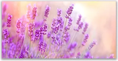 Produktbild von Tulup Leinwand-Bilder 140x70 Wandbild Canvas Kunstdruck Blumen Pflanzen