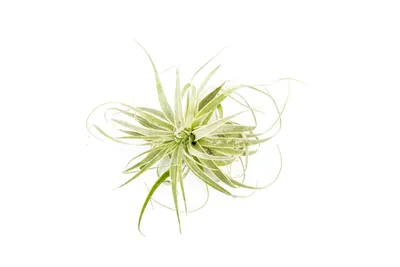 Obrázok produktu pre Gardnerova Tillandsia Gardneri