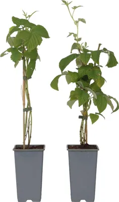 Produktbild von Himbeerpflanze - 2 Stk - Rubus idaeus 'Malling Promise' - Höhe 50-60cm - ⌀15cm
