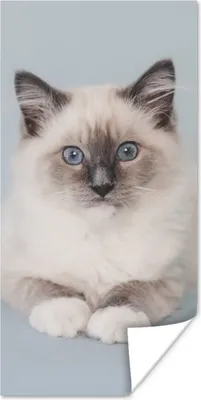 Produktbild von MuchoWow® Poster Katze - Ragdoll Katze - Blau - Mädchen - Kinder - Jungen - Kind 20x40 cm - Plakat - Foto