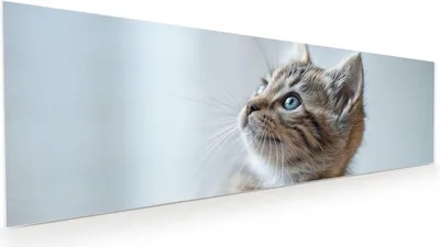 Produktbild von Glasbild 120x40cm in XXL für Wohnzimmer, Schlafzimmer Motiv Kätzchen22