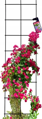 Image de KADAX Treillis, aide pour grimper en acier, treillis mural pour plantes, jardin, balcon, terrasse, treillis métallique