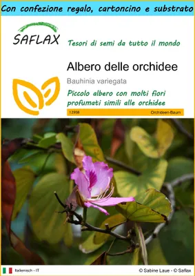 Immagine prodotto di SAFLAX Set regalo - Albero delle orchidee - 8 semi - Bauhinia