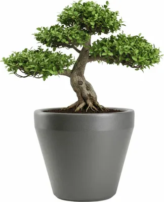 Image de HowHomely | Jardinière - Bac à fleurs - gris - L61xH56 cm - Pot de fleurs - Pot décoratif