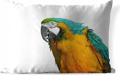 Produktbild von MuchoWow® Outdoor Kissen - Papagei - Vogel - Federn - Porträt - 60x40 cm - Wetterfest - Lounge Kissen - Zierkissen - Kissen für Innenräume