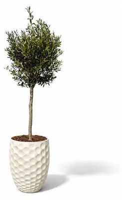 Zdjęcie produktu dla Drzewko oliwne w donicy ceramicznej Provencelia MEROVEE, Kremowy, donica Ø42 x H55 cm