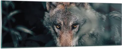 Produktbild von Bilder auf glas - Einteilig - Wolf Wald Raubtier - 90x30cm - Glasbilder - Wandbilder - Bilder - zum Aufhängen bereit - Wanddekoration aus Glas - Glas Bilder - Wandbild auf Glas - GAB90x30-5053