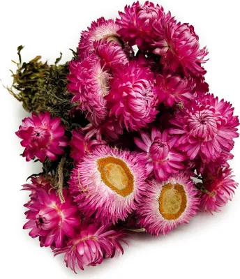 Produktbild von Getrocknete Strohblume Granvia® - (Helichrysum Granvia®) - Rosa