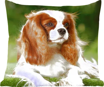 Produktbild von MuchoWow® Zierkissen Sofakissen Wohnzimmer Dekokissen 60x60 cm Porträt eines Cavalier King Charles Spaniels - Sitzfläche - Foto Polster