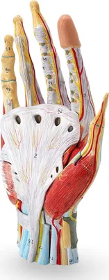 Produktbild von Hand Anatomie Modell lebensgroß mit Arterien und Venen