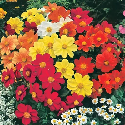 Image de Dahlia Karlova Collarette Zaad 1 pièce Dahlias plants de dahlias plant gros bulbes