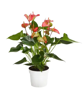 Produktbild von Dehner Flamingoblume, Anthurium andreanum Livium, pink-rosa Blüten, 40-50 cm, Ø Topf 17 cm, Zimmerpflanze