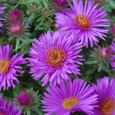 Produktbild von 6 x Raublatt Aster  - Aster novae-angliae 'Purple Dome'  | Topf 9x9 cm