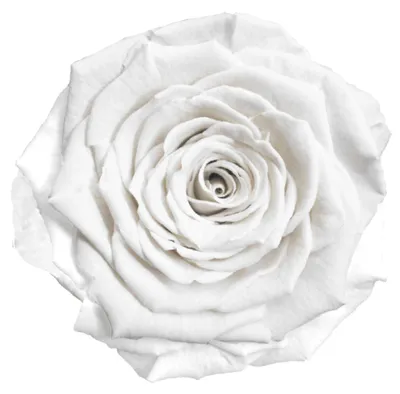 Produktbild von Infinity Rose L Ø5cm konserviert stabilisiert haltbar Rosenkopf ewige Rosenblüte 1 St. Weiß (whi01)