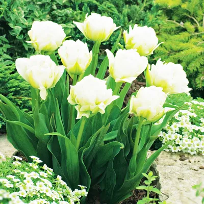 Produktbild von Tulpen Blumenzwiebeln Zwiebeln Blumen Topf-Tulpe Global Desire 5 St.