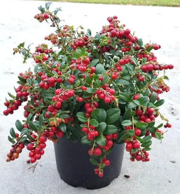 Produktbild von Preiselbeere ´FIRE BALLS®´ 15-20 cm, Cont. 2 l