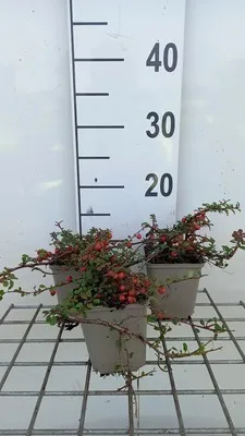 Immagine prodotto di 12 x Cotoneaster proc. 'Streib's Findling' - Nespola a tappeto - vaso 9 cm x 9 cm