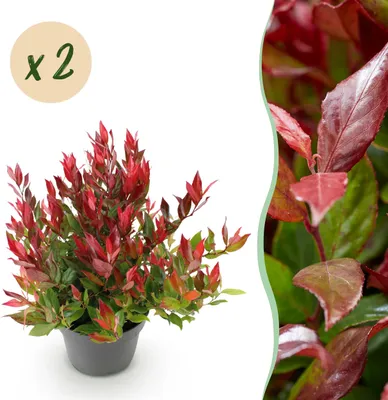 Image de Leucothoe Little Flame - Rouge - 2 Plantes - Feuillage persistant - Peu d'entretien - 30-40cm - Ø17cm - Plante de jardin