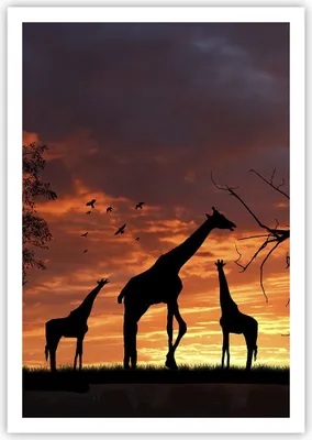 Produktbild von Poster - Poster ohne Rahmen - Giraffe Afrika Sonne Safari - 70x100 cm - Wand Bild - Wanddeko - Wandbilder - Kunstposter - Wandposter - Bilder - Kunstdruck - Wandbild - P2XPA70x100-0507