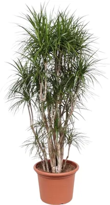 Produktbild von Dracaena Marginata Vertakt - 210 cm - Ø50