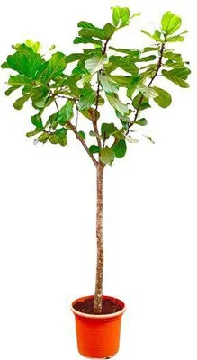 Produktbild von Geigen-Feige – Ficus Lyrata XXL – Zimmerpflanze 300cm – Ø55cm – Exklusive Designpflanze mit großen geigenförmigen Blättern – Tropische XXL-Kübelpflanze für Wohnzimmer, Büro & Wintergarten
