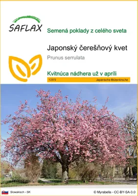 Produktbild von SAFLAX - Japonský čerešňový kvet - Prunus serrulata - 30 Semená