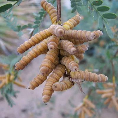 Immagine prodotto di Fagiolo a vite Mesquite (Prosopis pubescens)  - 10 semi