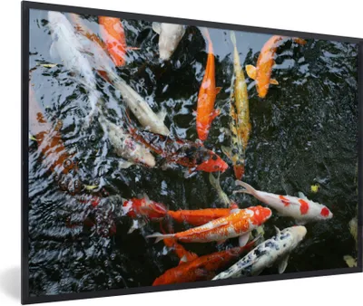 Produktbild von MuchoWow® Gerahmtes Poster Eine große Gruppe von Koi-Karpfen 90x60 cm - Poster mit Schwarzem Bilderrahmen Wandposter Rahmen Foto Bilder - Fotorahmen - Foto-Plakat