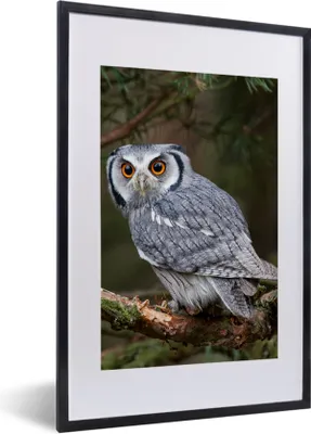 Produktbild von MuchoWow® Gerahmtes Poster Eule - Vogel - Äste - Natur 40x60 cm - Poster mit Schwarzem Bilderrahmen Wandposter Rahmen Foto Bilder - Poster in Rahmen