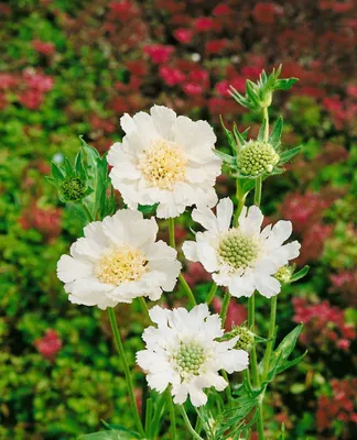 Produktbild von Scabiosa caucasica 'Perfecta Alba', Skabiose, weiß, ca. 9x9 cm Topf
