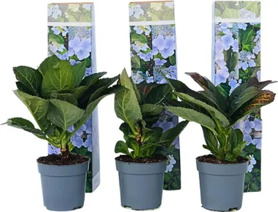 Zdjęcie produktu dla zestaw 3 hortensji macrophylla 'Nizza' | Hortensja macrophylla w doniczce | Hortensja kwitnąca, hortensja kulista do ogrodu i pojemników