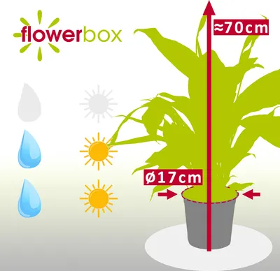 Produktbild von Einblatt 4-8 Blüten/Knospen - echte Zimmerpflanze, Spathiphyllum - Höhe ca. 70 cm, Topf-Ø 17 cm