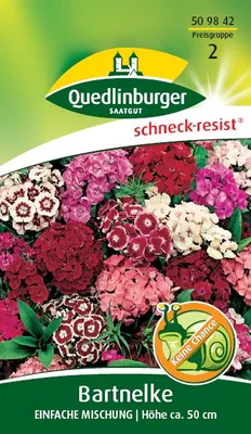 Produktbild von Quedlinburger Saatgut - Bart-Nelken Einfache Mischung - Samen - 509842