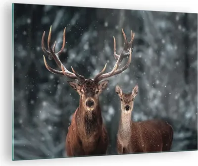 Produktbild von Bilder auf glas - Einteilig - Hirsch Rentier Reh - 70x50cm - Glasbilder - Wandbilder - Bilder - zum Aufhängen bereit - Wanddekoration aus Glas - Glas Bilder - Wandbild auf Glas - GAA70x50-5060